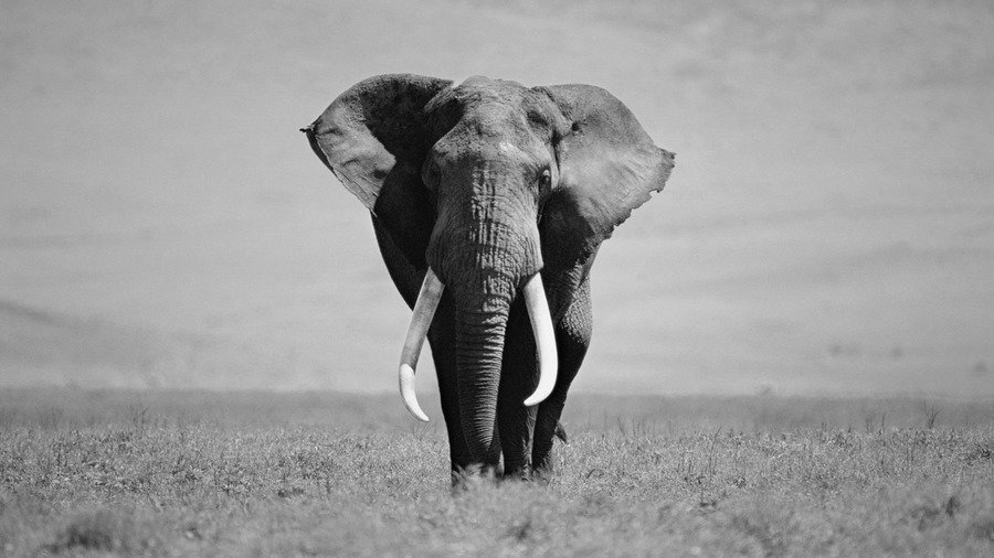 images/bull-elephant.jpg