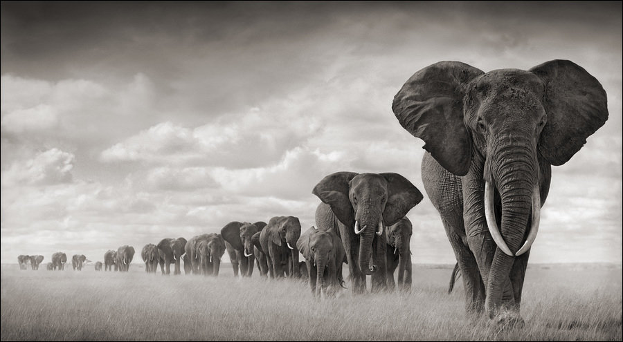 images/elephants.jpg